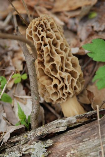 Braggin' Board Photo: Morels