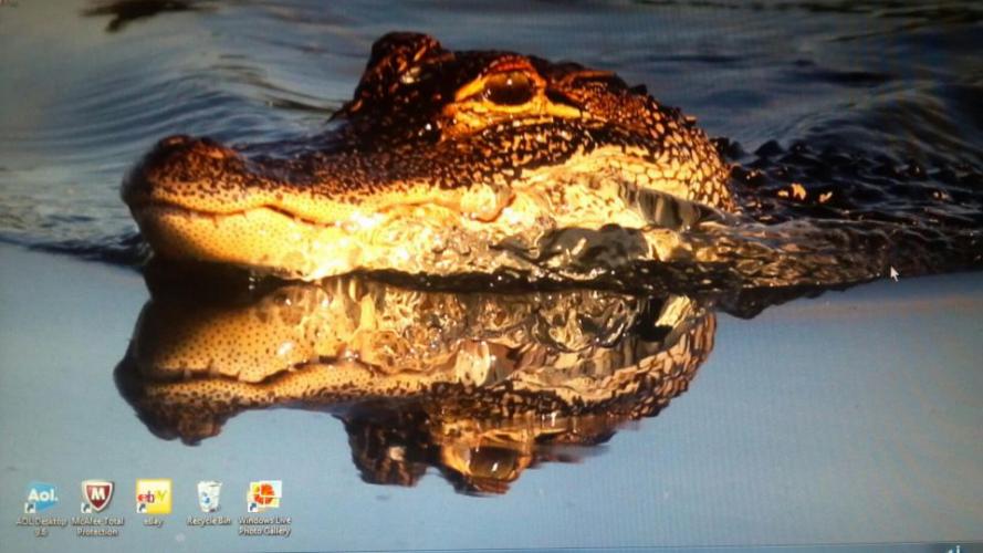 Braggin' Board Photo: Fla> GATOR WILDLIFE