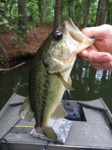 Braggin' Board Photo: Arkansas Bass
