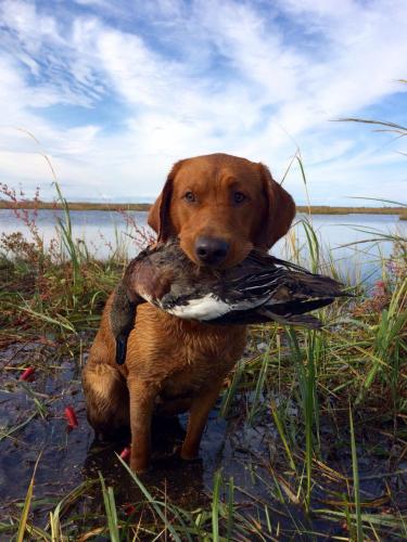 Braggin' Board Photo: Duck Retrtieve