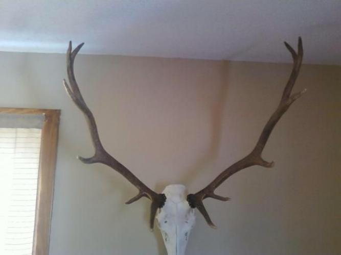 Braggin' Board Photo: Antler Mounted 1424468 743744652305771 67686539 n