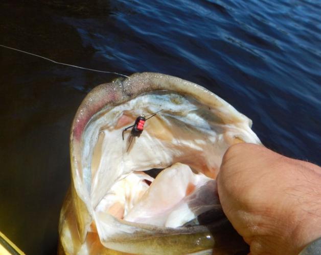 Braggin' Board Photo: Caught this bass with a fly