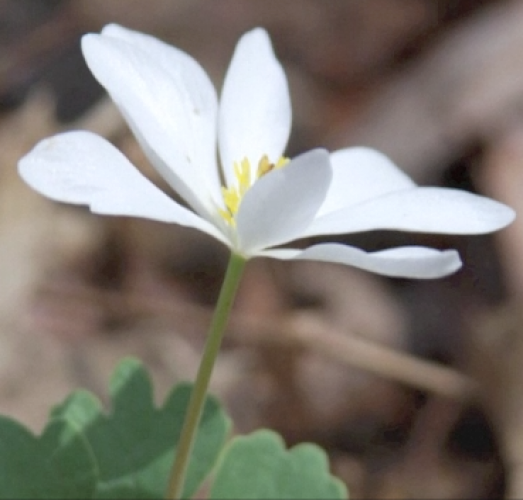 Braggin' Board Photo: Spring Dogwood