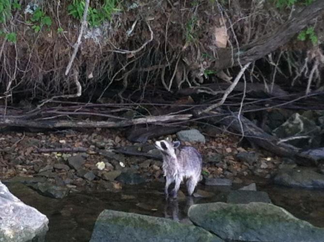 Braggin' Board Photo: Raccoon checking out the fishing hole