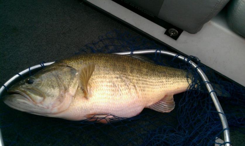 Braggin' Board Photo: Bass