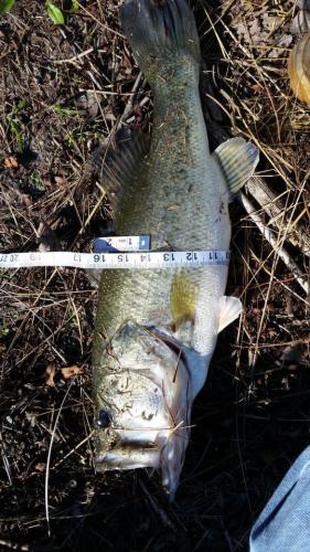 Braggin' Board Photo: Great Day Fishing