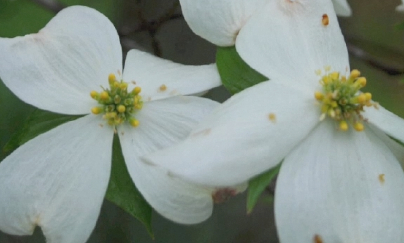 Braggin' Board Photo: White Dogwood Bloom