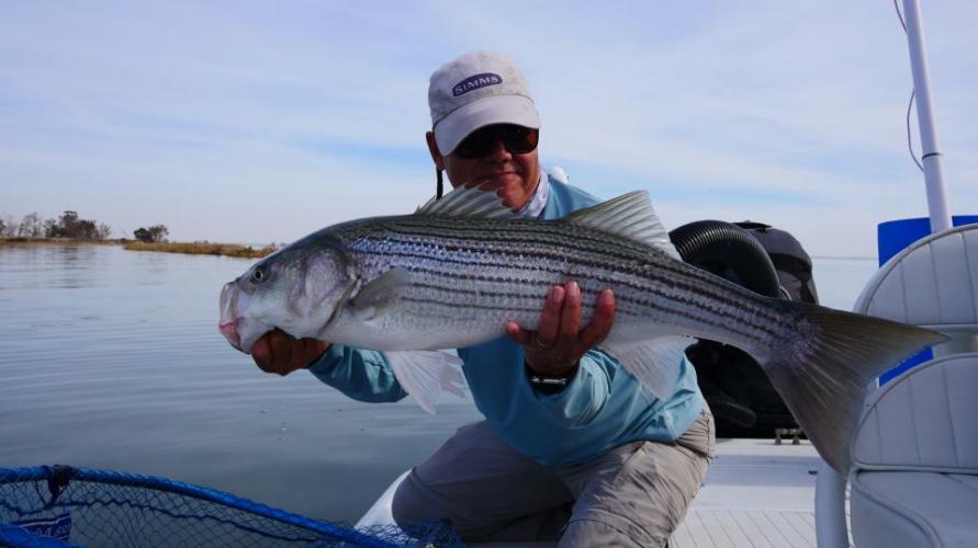 Braggin' Board Photo: Delta Striper on a Fly  October 2015