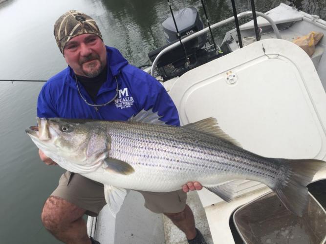 Braggin' Board Photo: Big Striper Bass