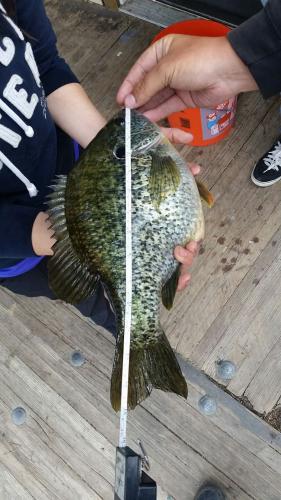 Braggin' Board Photo: 15" Crappie - Now that's BIG