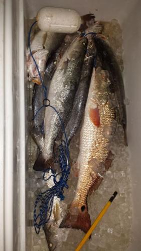 Braggin' Board Photo: trout and redfish