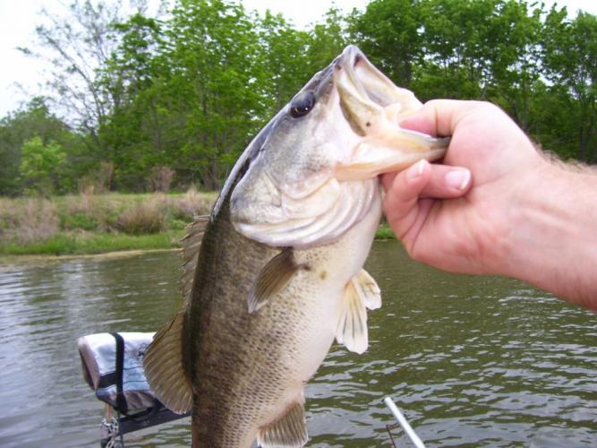 Braggin' Board Photo: Bass