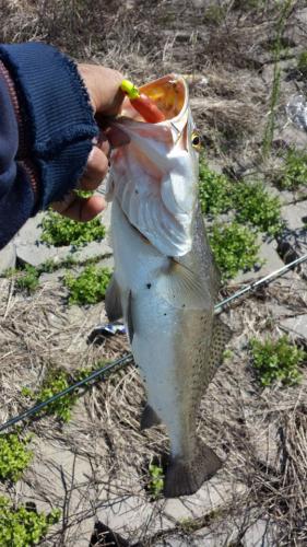 Braggin' Board Photo: speckled trout