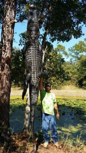 Braggin' Board Photo: Gator over 14 Feet!