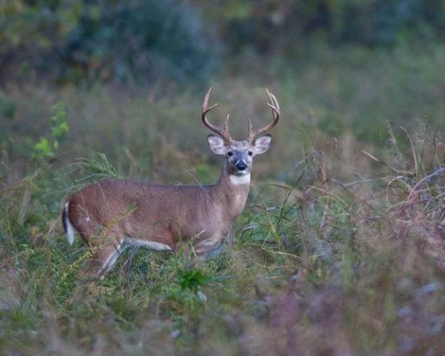 Braggin' Board Photo: Buck Beauty