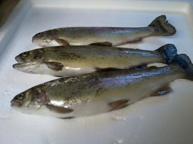 Braggin' Board Photo: Nice Trout