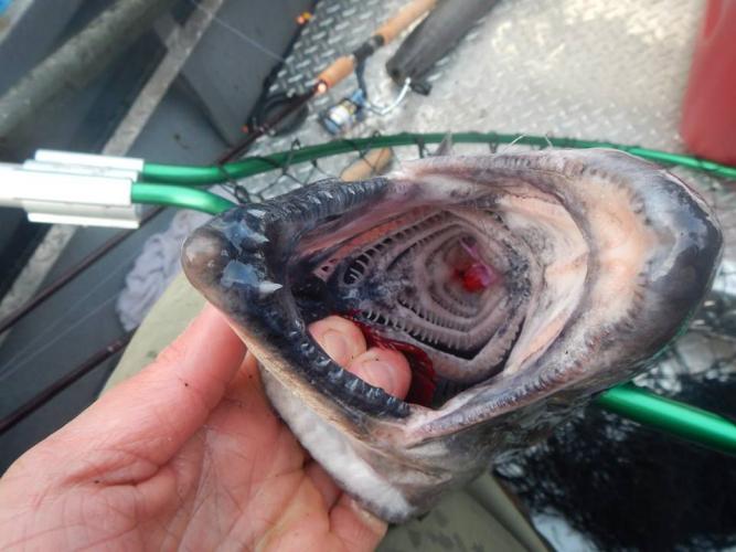 Braggin' Board Photo: fish swallowed the hook