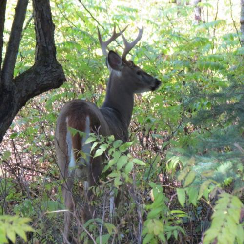 Braggin' Board Photo: Deer IMG 6828