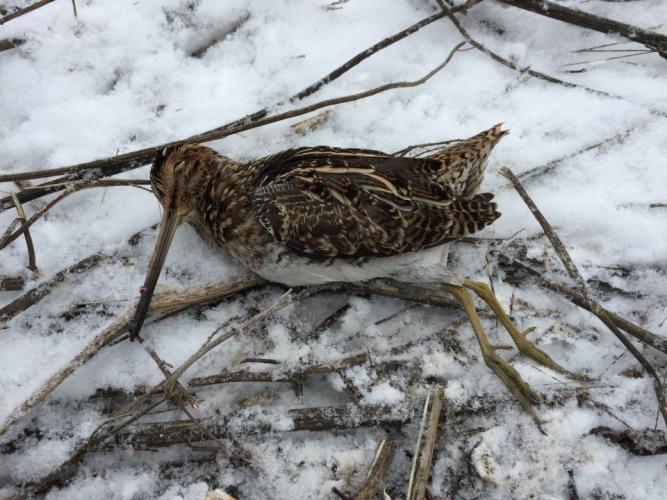 Braggin' Board Photo: Wilson's Common Snipe. Schell-Osage 2014