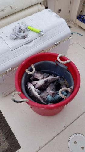 Braggin' Board Photo: Black Rockfish