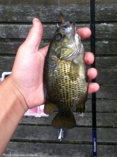 Braggin' Board Photo: Bass