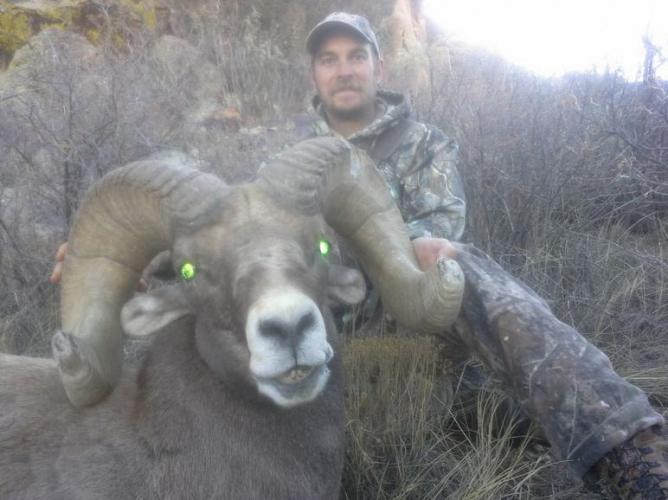 Braggin' Board Photo: Big Horn Sheep