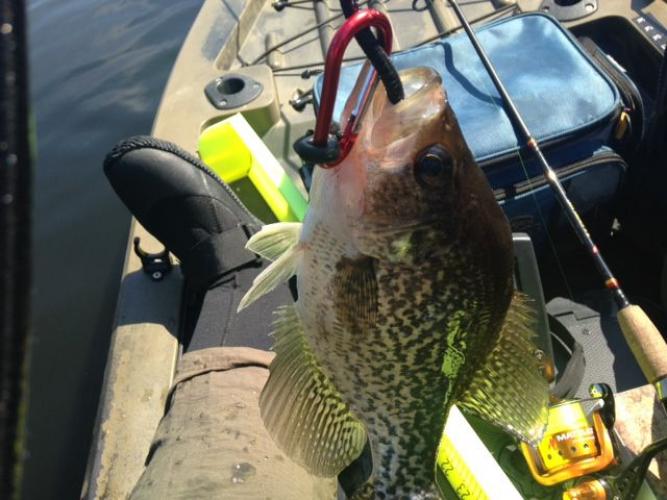 Braggin' Board Photo: Crappie photo 11