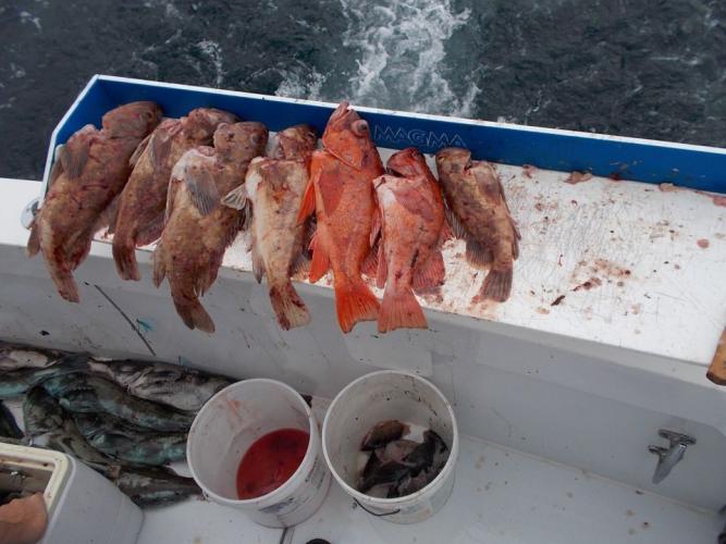 Braggin' Board Photo: Brown and Vermillion Rockfish