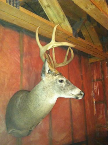 Braggin' Board Photo: 2010 Buck