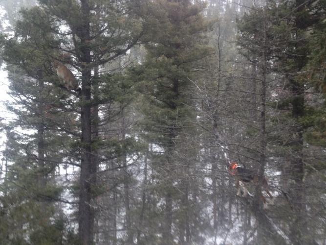 Braggin' Board Photo: Mountain Lion