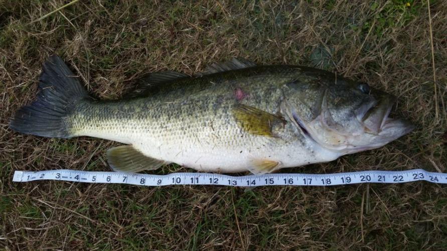 Braggin' Board Photo: Nice Catch