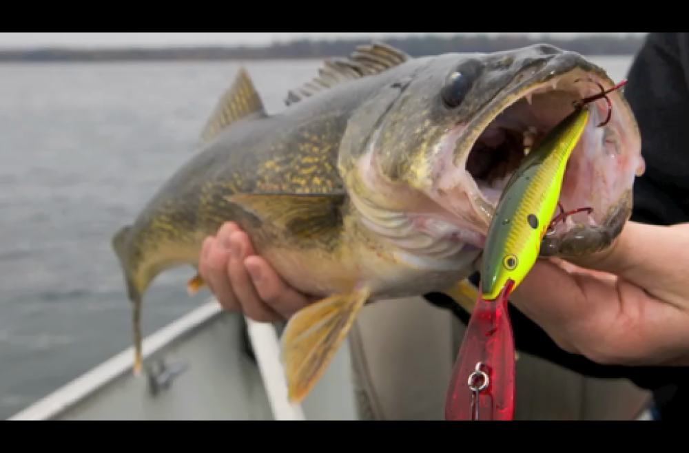 Hook Walleye With These 4 Baits