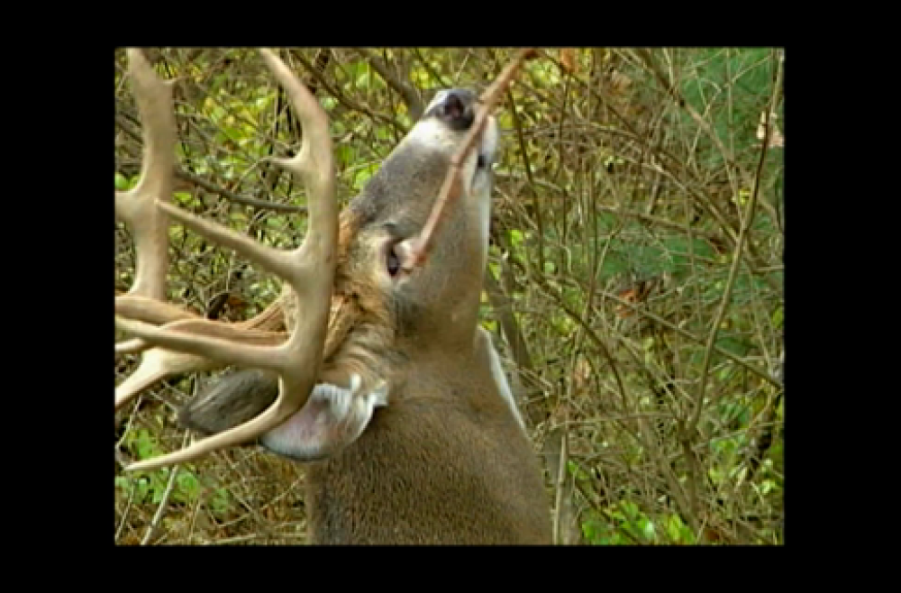 How Do Deer Communicate? Fascinating Ways Deer Share Signals