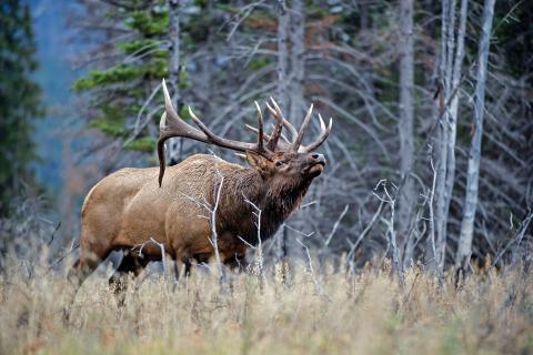 Male elk walking through tall grass in the woods