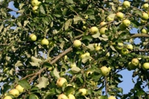 News & Tips: Tips for Better Fruit Trees & Shrubs