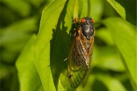 News & Tips: How to Take Advantage of the Topwater Bite During Cicada Season...