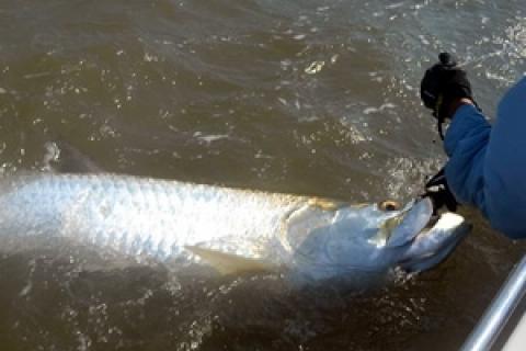News & Tips: Tagging Tarpon for Conservation in S.C....
