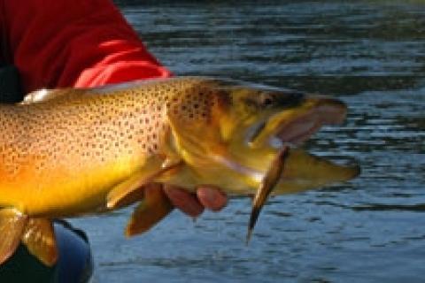 News & Tips: Cold Weather Tactics for White River Trout...