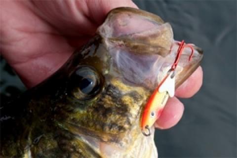 News & Tips: Spoons Stellar for Autumn Crappie