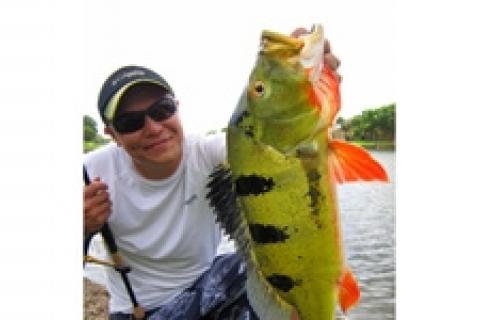 Miami Peacock Bass Fishing: An Angler's Guide for 2024