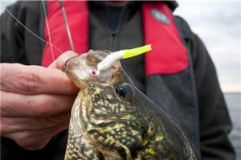 4 Tips for Sight-Fishing Crappie