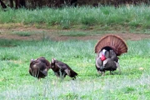 Turkeys strutting