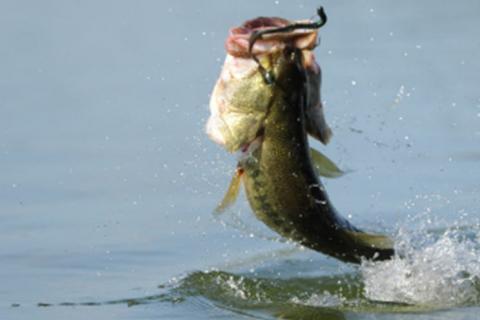 Fished the Bass Pro Shops pond on my lunch break : r/flyfishing