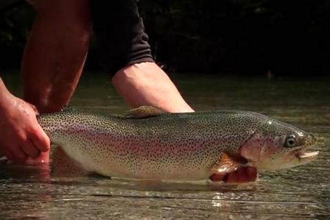 News & Tips: Have You Been There? Video Documents Fly Fishing Nightmare...