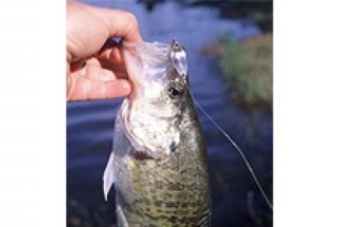 News & Tips: Getting Tough on Tough Crappie