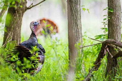News & Tips: What to Look for When Scouting Your Turkey Hunting Ground...