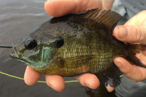 NEW GRONAW GRASS SHRIMP PATTERNS – Bluegill - Big Bluegill