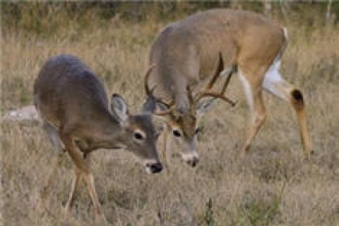 News & Tips: How Close is the Rut? Here are 6 Ways to Tell...