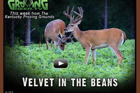 News & Tips: Awesome Buck Antlers - Plus Treestand Tips...
