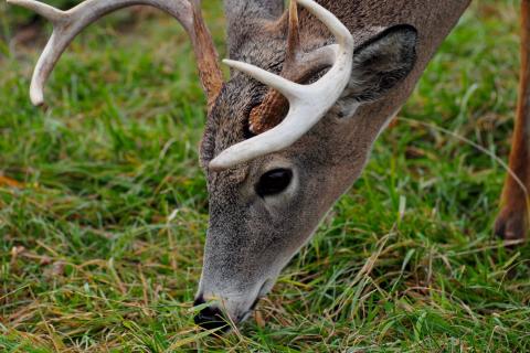 News & Tips: Defeat a Buck's Nose by Becoming a Scent Control Freak...